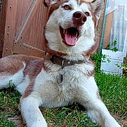 Luna a rejoint le concours — aidez-le/la à gagner de superbes lots ! dog, husky, canine, pet, grass, outdoor, happy, panting, fur, collar, tag, wooden_door, greenery, animal, mammal, tongue, ears, close_up, nature, lying_down