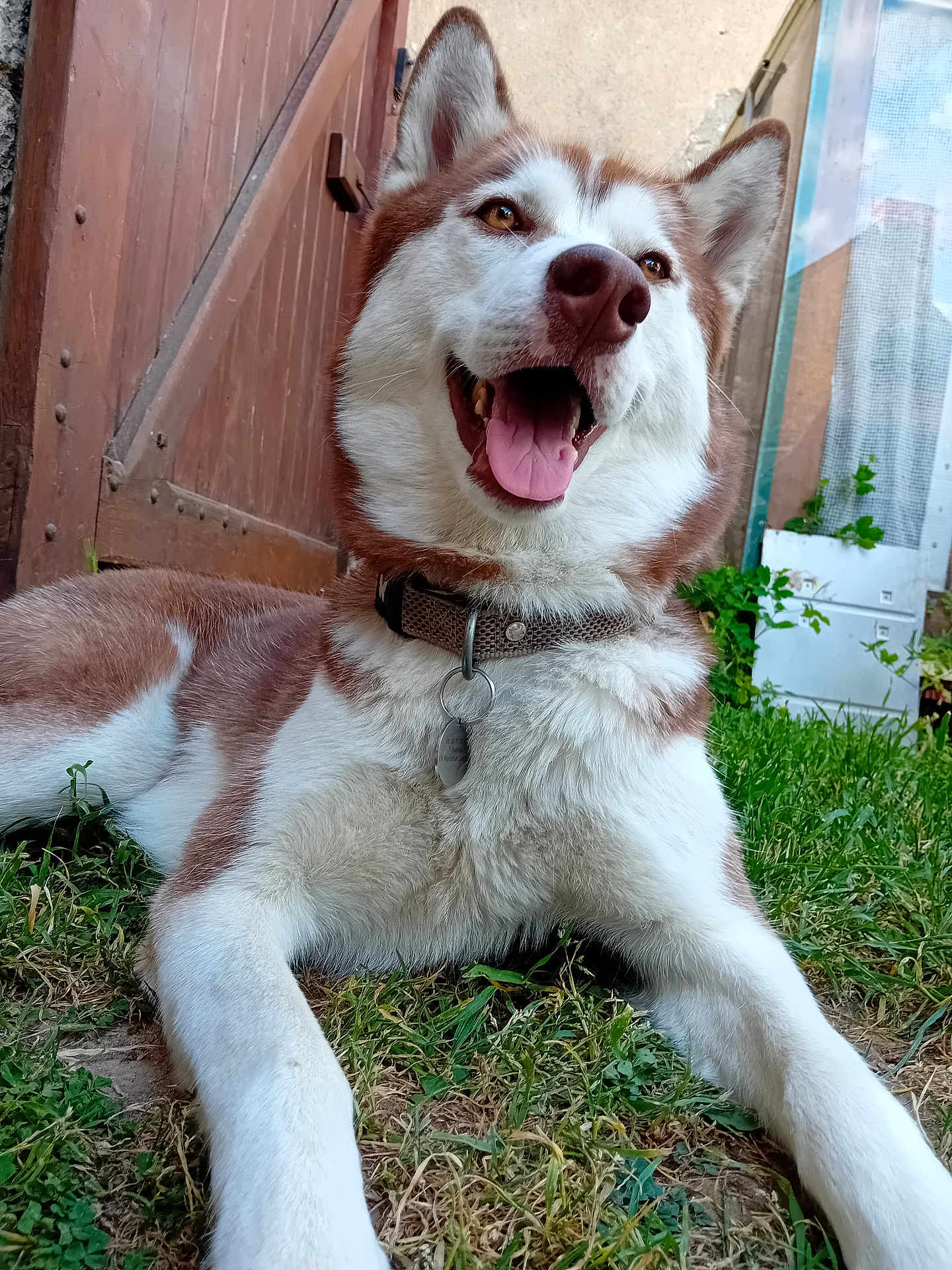Luna a rejoint le concours — aidez-le/la à gagner de superbes lots ! dog, husky, canine, pet, grass, outdoor, happy, panting, fur, collar, tag, wooden_door, greenery, animal, mammal, tongue, ears, close_up, nature, lying_down