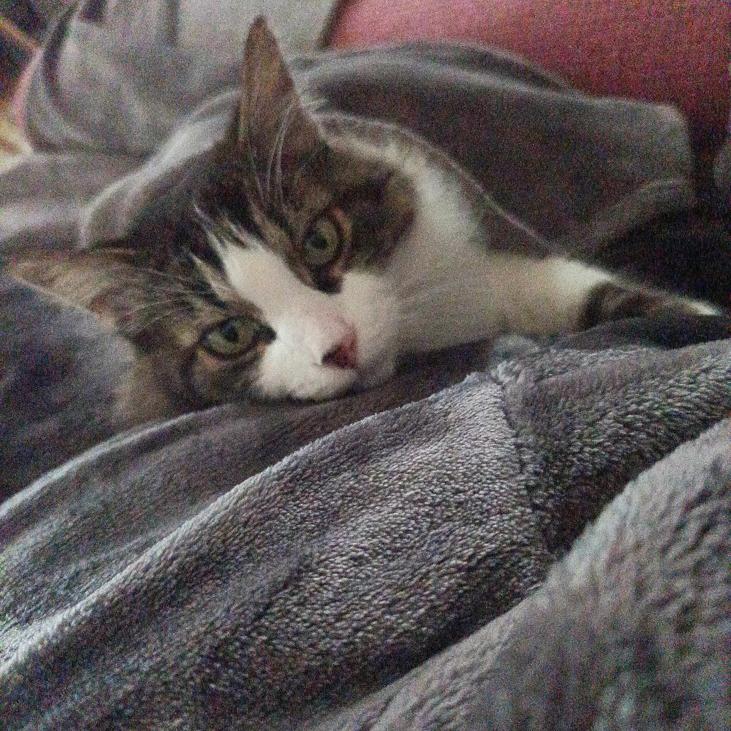 Monsieur Patate participe au concours pour gagner de l'argent avec cette photo : animal, blanket, cat, closeup, comfort, cozy, cute, domestic, face, feline, fur, home, indoor, pet, relaxed, resting, sleepy, soft, tabby, whiskers