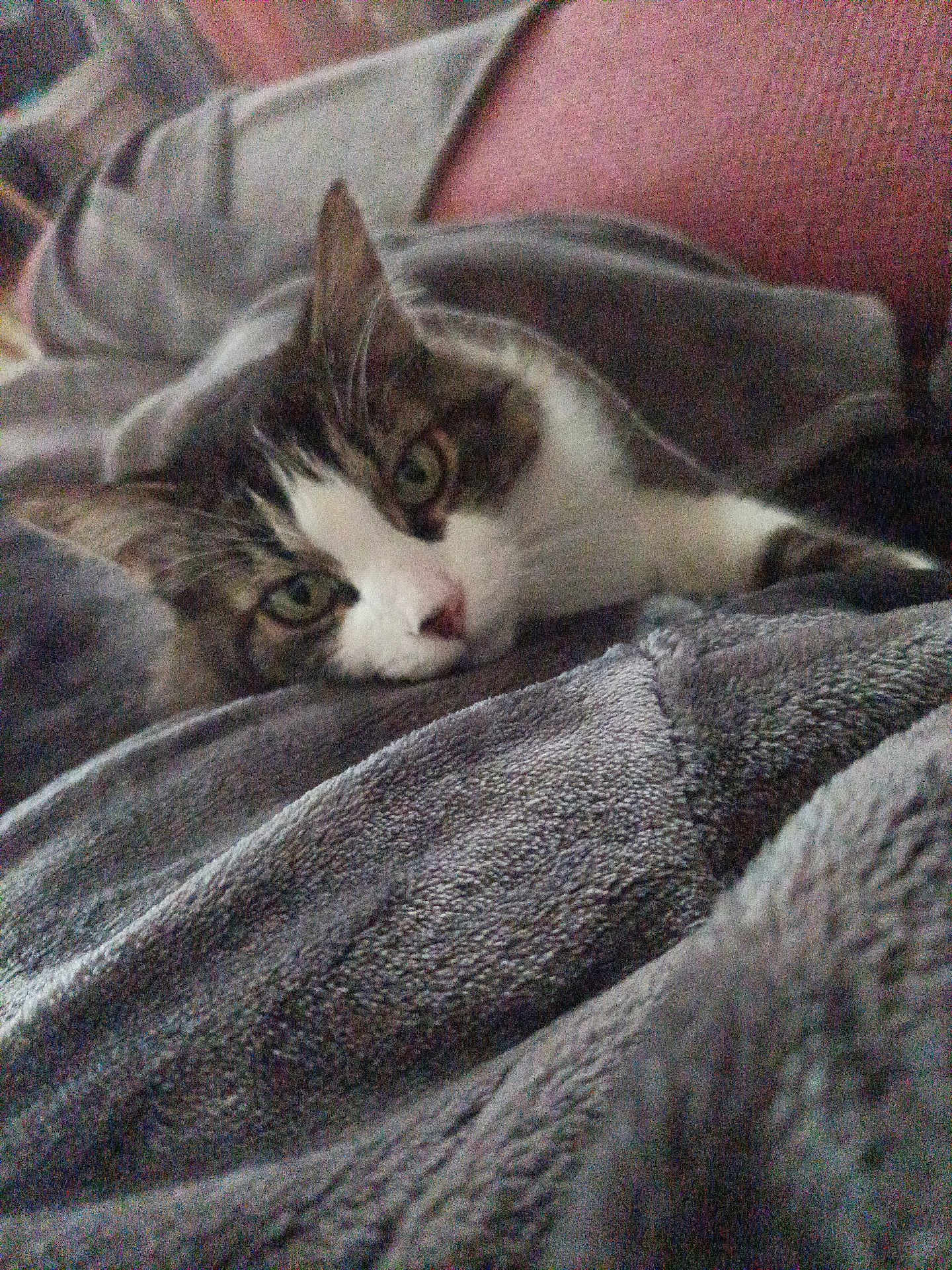 Monsieur Patate participe au concours pour gagner de l'argent avec cette photo : cat, animal, pet, feline, blanket, cozy, indoor, fur, cute, resting, soft, comfort, domestic, whiskers, relaxed, home, sleepy, closeup, face, tabby