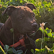Bowie a rejoint le concours — aidez-le/la à gagner de superbes lots ! puppy, dog, outdoor, grass, greenery, plants, clover, flower, sunlight, nature, pet, animal, closeup, leash, collar, young_dog, cute, portrait, daylight, field