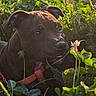animal, closeup, clover, collar, cute, daylight, dog, field, flower, grass, greenery, leash, nature, outdoor, pet, plants, portrait, puppy, sunlight, young_dog