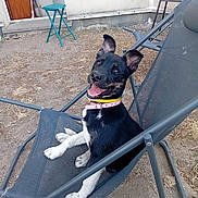 Kaia participe au concours pour gagner de l'argent avec cette photo : dog, black_and_white, collar, outdoor, chair, mesh_chair, happy, smiling, pet, yard, dry_ground, stool, door, animal, playful, cute, canine, sitting, looking_up, daylight