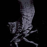 cat, toy, action_figure, animal, pet, playful, dark_background, striped_cat, feline, indoor, stretching, paw, legs, floor, black_surface, domestic_animal, relaxing, quiet, resting, fun