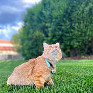 Pumba is registered to the contest to win money with this photo: cat, orange_cat, grass, outdoor, collar, pet, animal, greenery, sky, clouds, curious, feline, nature, blurred_background, paw_tag, cute, fluffy, looking_up, collared_pet, domestic_cat