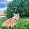 cat, orange_cat, grass, outdoor, collar, pet, animal, greenery, sky, clouds, curious, feline, nature, blurred_background, paw_tag, cute, fluffy, looking_up, collared_pet, domestic_cat