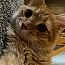 Pumba is registered to the contest to win money with this photo: cat, orange_cat, fluffy, indoor, carpet, pet, feline, curious, close_up, whiskers, ears, relaxed, home, animal, cute, portrait, looking, fur, mammal, cozy
