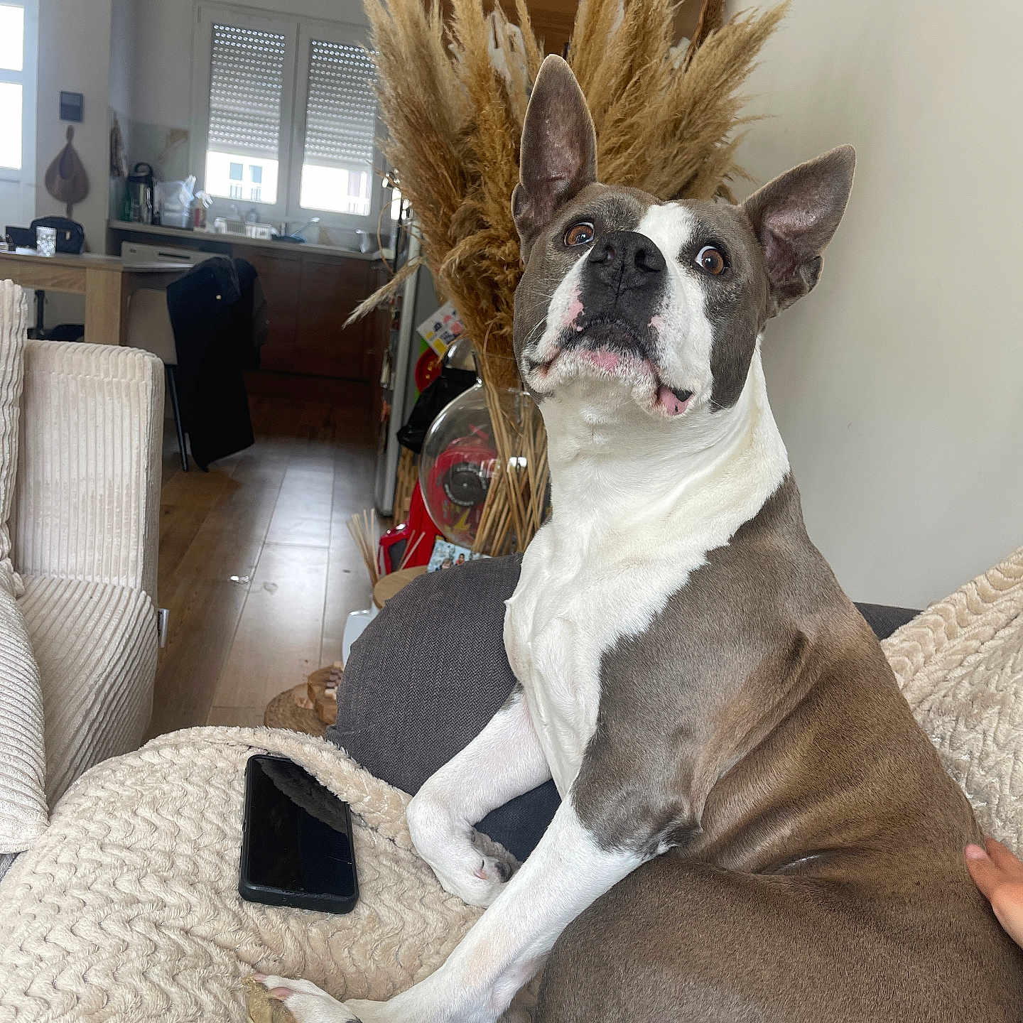 Lizi a rejoint le concours — aidez-le/la à gagner de superbes lots ! animal, architecture, building, bulldog, canine, chair, couch, dog, electronics, frenchbulldog, furniture, indoors, interiordesign, livingroom, mobilephone, person, pet, phone, pitbull, room