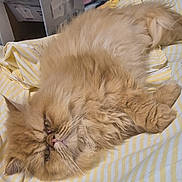 Simba participe au concours pour gagner de l'argent avec cette photo : cat, fluffy, orange_cat, pet, bed, striped_bed_sheet, lying_down, fur, whiskers, sleepy, indoor, closeup, face, cute, animal, resting, feline, domestic_cat, relaxed, soft