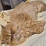 cat, fluffy, orange_cat, pet, bed, striped_bed_sheet, lying_down, fur, whiskers, sleepy, indoor, closeup, face, cute, animal, resting, feline, domestic_cat, relaxed, soft
