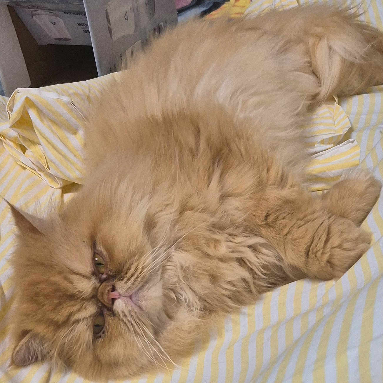 Simba participe au concours pour gagner de l'argent avec cette photo : animal, bed, cat, closeup, cute, domestic_cat, face, feline, fluffy, fur, indoor, lying_down, orange_cat, pet, relaxed, resting, sleepy, soft, striped_bed_sheet, whiskers