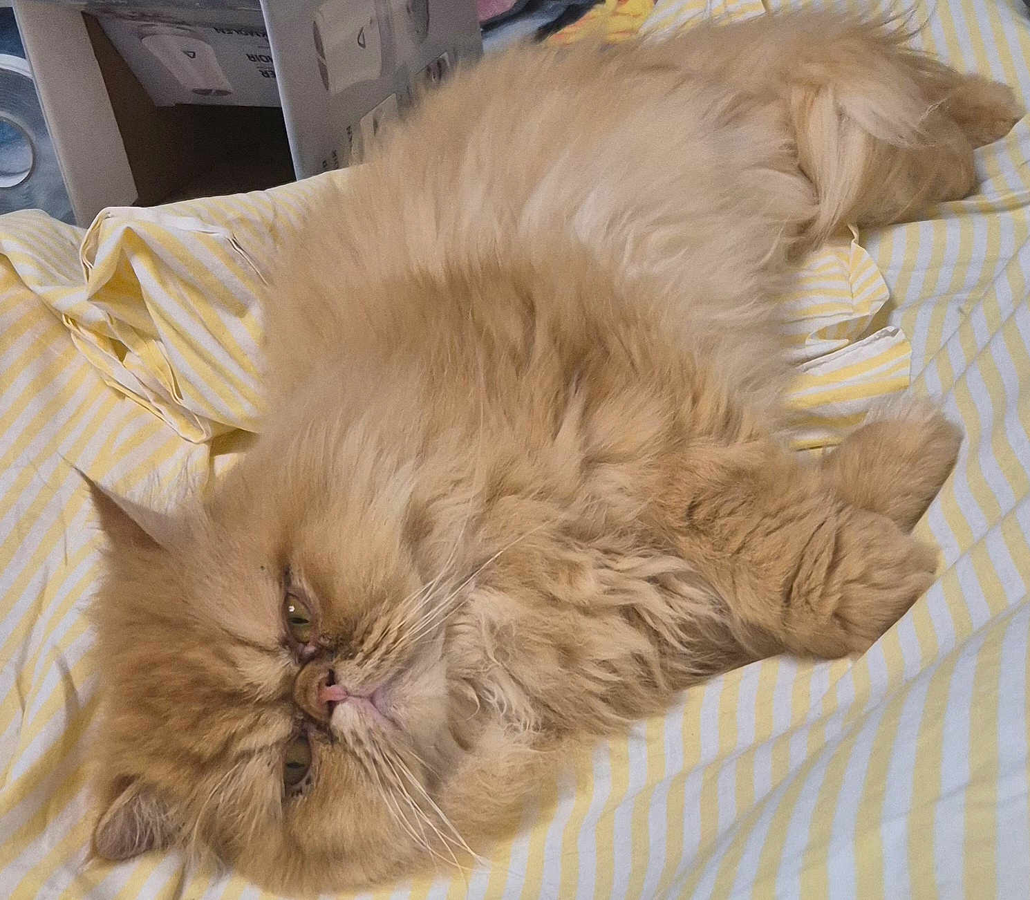 Simba