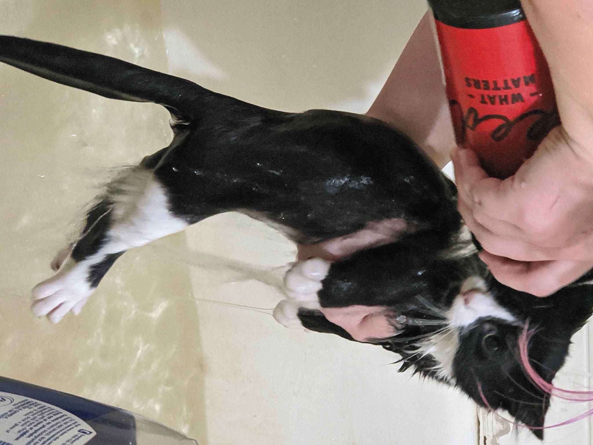 Rasputin joined the competition — help win amazing prizes! border_collie, canidae, carnivore, dog, dog_breed, sporting_group, tail