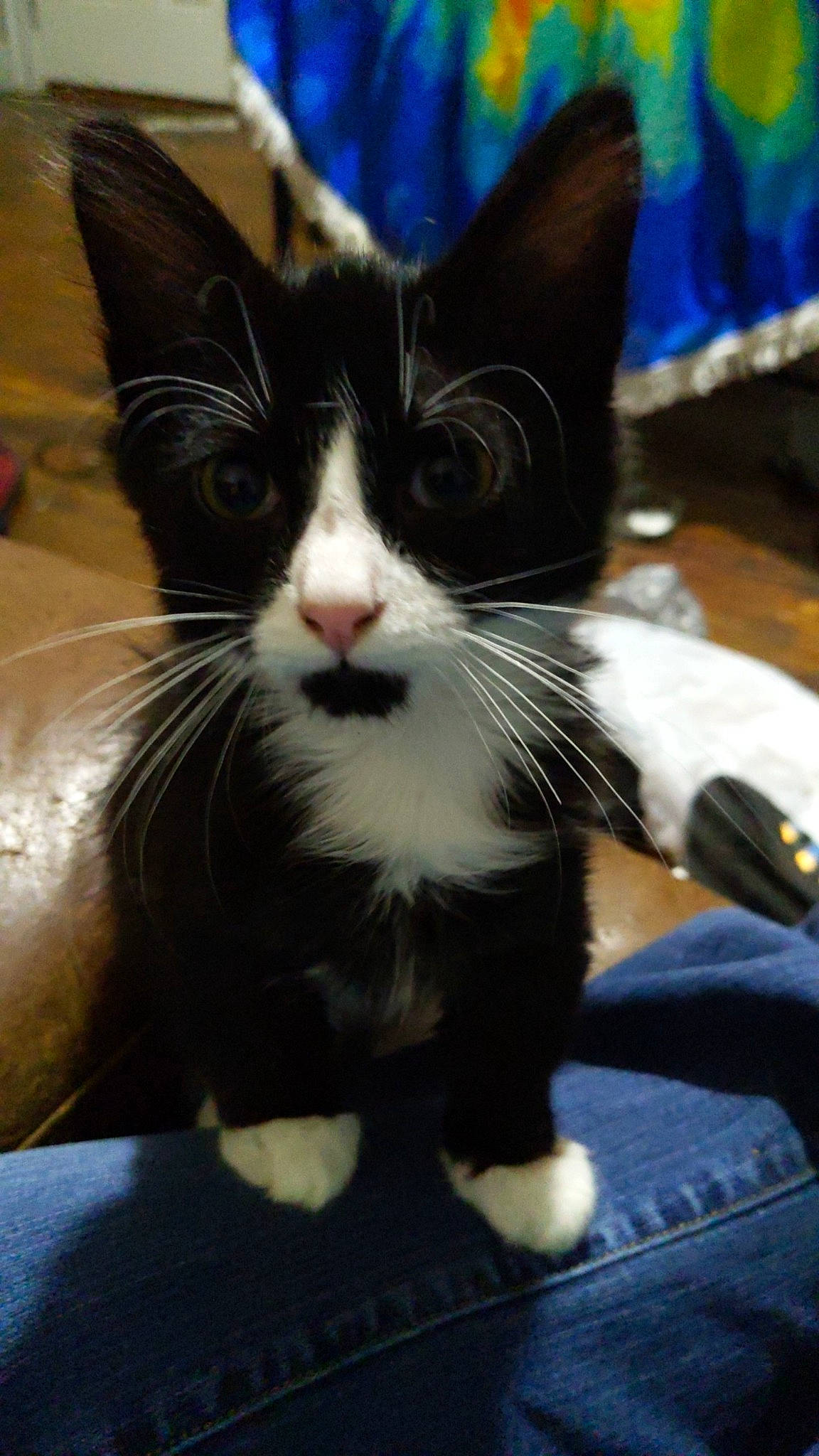 Rasputin is registered to the contest to win money with this photo: aegean_cat, black_and_white, black_cat, carnivore, cat, domestic_short_haired_cat, ear, felidae, fur, kitten, mammal, polydactyl_cat, sky, small_to_medium_sized_cats, snapshot, snout, whiskers