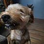 dog, close_up, smiling, teeth, indoor, wooden_floor, blue_wall, blurred_background, pet, canine, furry, animal, cute, snout, sitting, household, domestic, funny_expression, companion, fuzzy