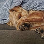 dog, sleeping, paw, blanket, couch, cozy, fur, pet, rest, nap, indoor, cute, relaxing, brown, soft, comfort, animal, home, furry, peaceful