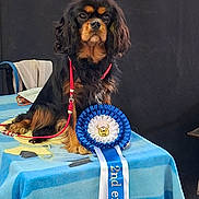 Abby participe au concours pour gagner de l'argent avec cette photo : dog, spaniel, award_ribbon, rosette, table, tablecloth, leash, portrait, black_background, show_dog, prize, blue_ribbon, closeup, fur, ears, face, eyes, pet, animal, competition