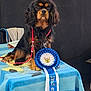 animal, award_ribbon, black_background, blue_ribbon, closeup, competition, dog, ears, eyes, face, fur, leash, pet, portrait, prize, rosette, show_dog, spaniel, table, tablecloth