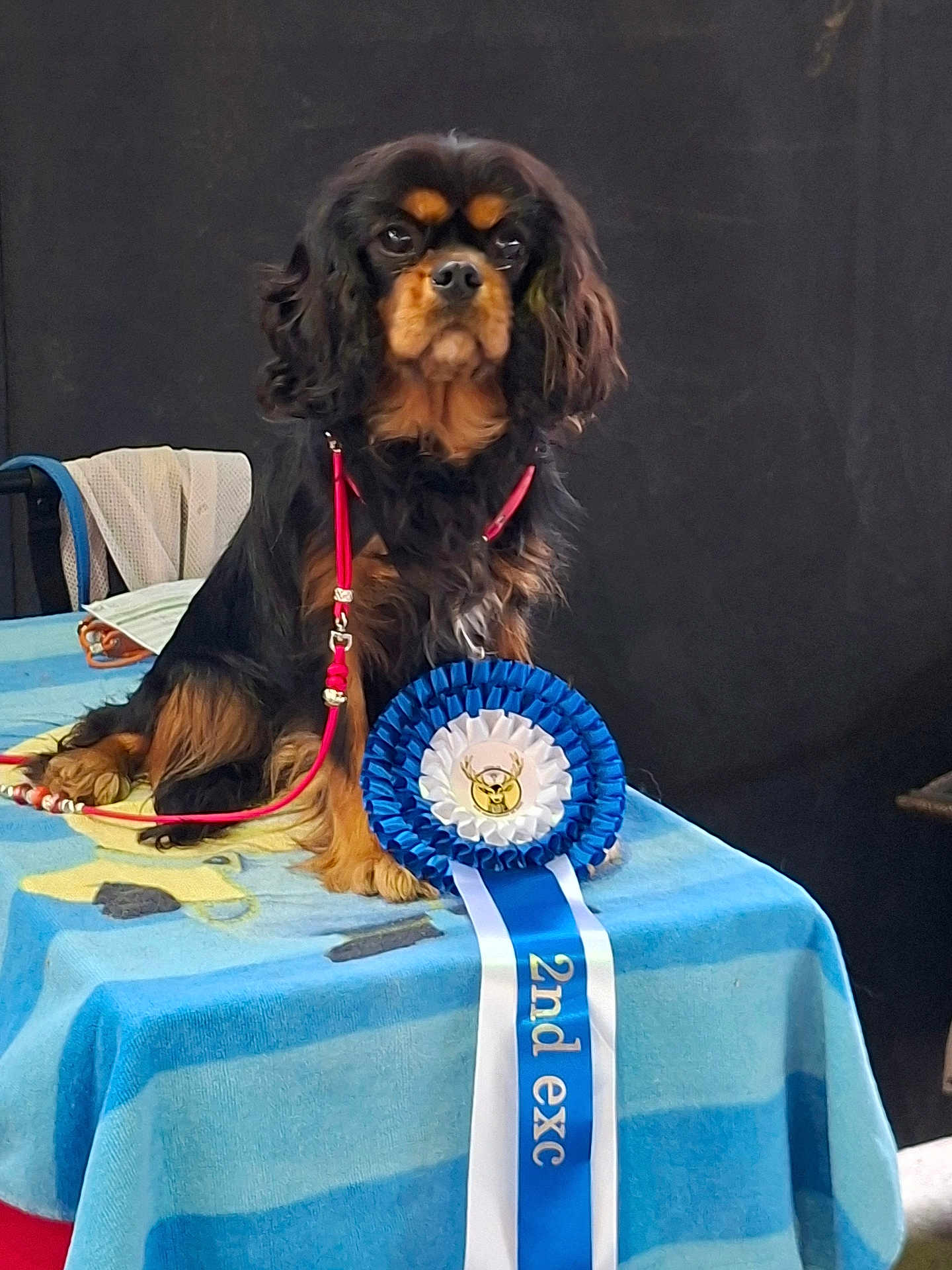 Abby participe au concours pour gagner de l'argent avec cette photo : dog, spaniel, award_ribbon, rosette, table, tablecloth, leash, portrait, black_background, show_dog, prize, blue_ribbon, closeup, fur, ears, face, eyes, pet, animal, competition