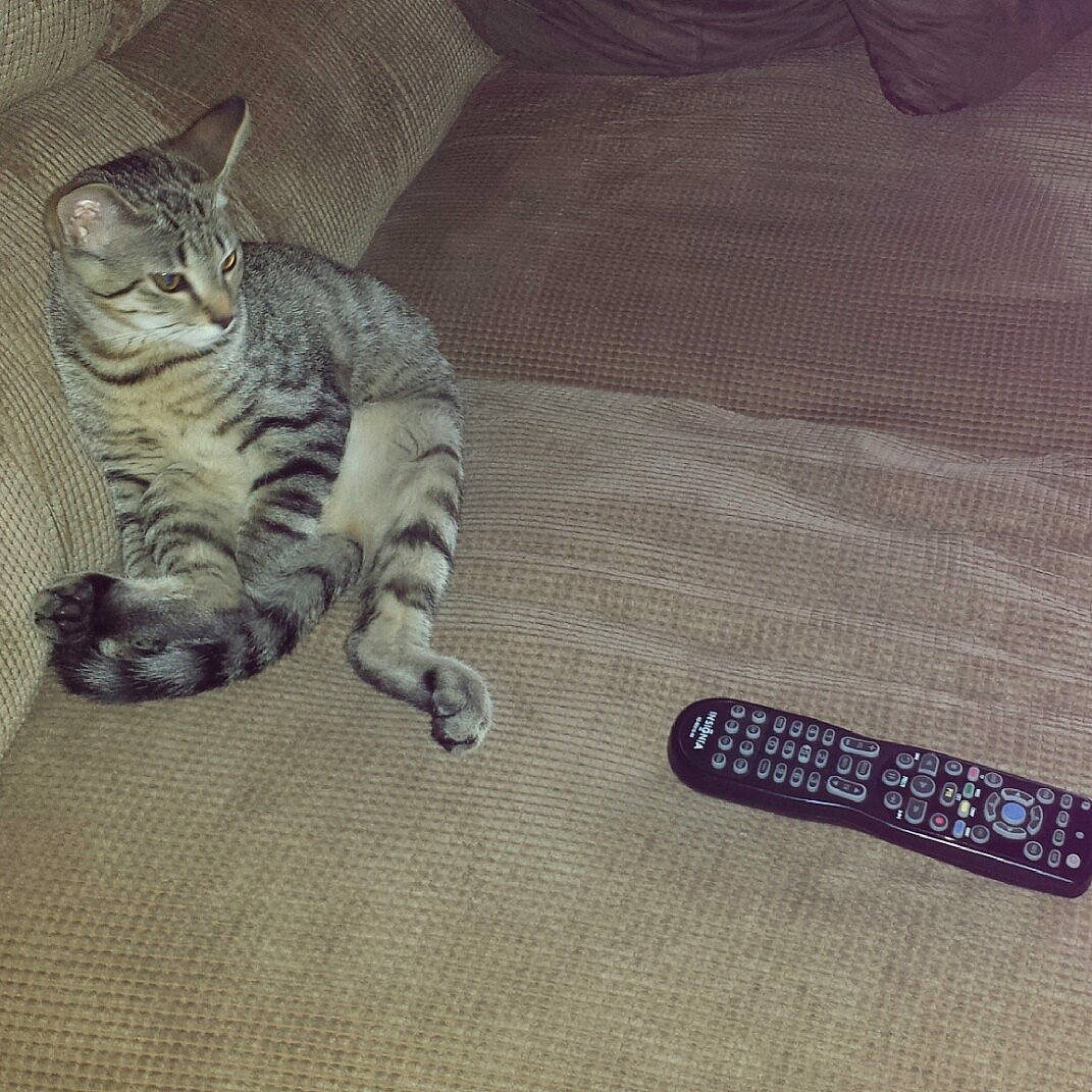 Chipper is registered to the contest to win money with this photo: carnivore, cat, claw, comfort, domestic_short_haired_cat, felidae, flooring, fur, hardwood, nail, pattern, paw, small_to_medium_sized_cats, snout, tail, terrestrial_animal, whiskers, wood