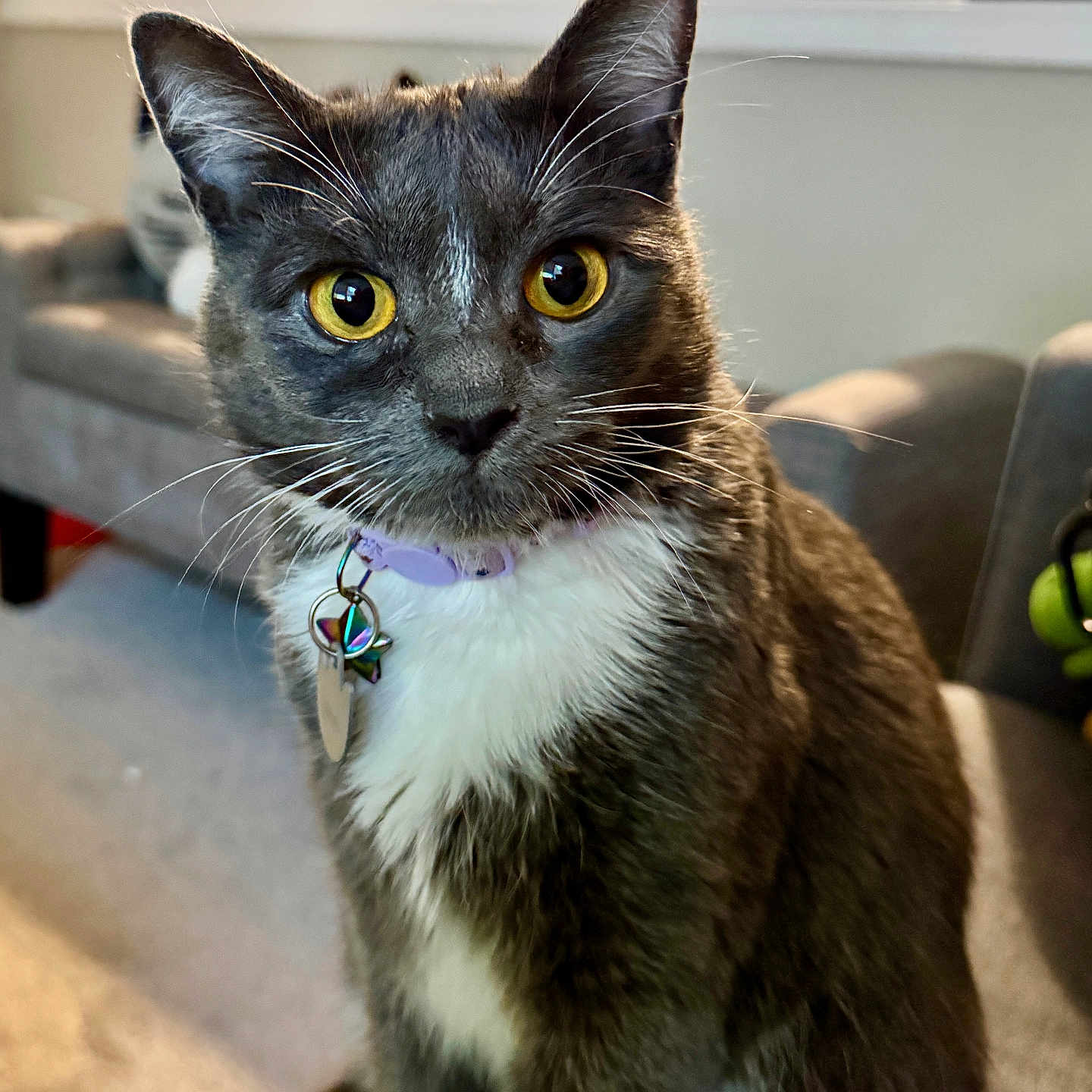 Dess is registered to the contest to win money with this photo: carpet, cat, closeup, collar, curious, cute, domestic_cat, feline, furry, gray_cat, household, indoor, living_room, pet, sitting, sofa, tag, whiskers, white_fur, yellow_eyes