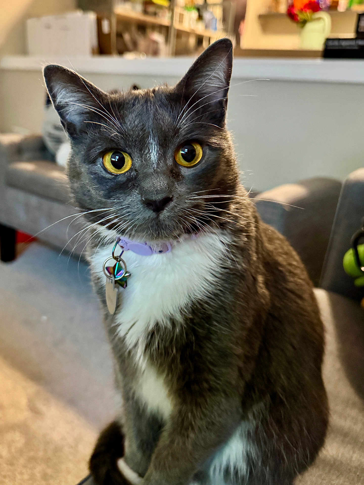 Dess is registered to the contest to win money with this photo: cat, gray_cat, white_fur, yellow_eyes, collar, indoor, pet, feline, sitting, curious, closeup, domestic_cat, furry, whiskers, tag, living_room, sofa, carpet, household, cute