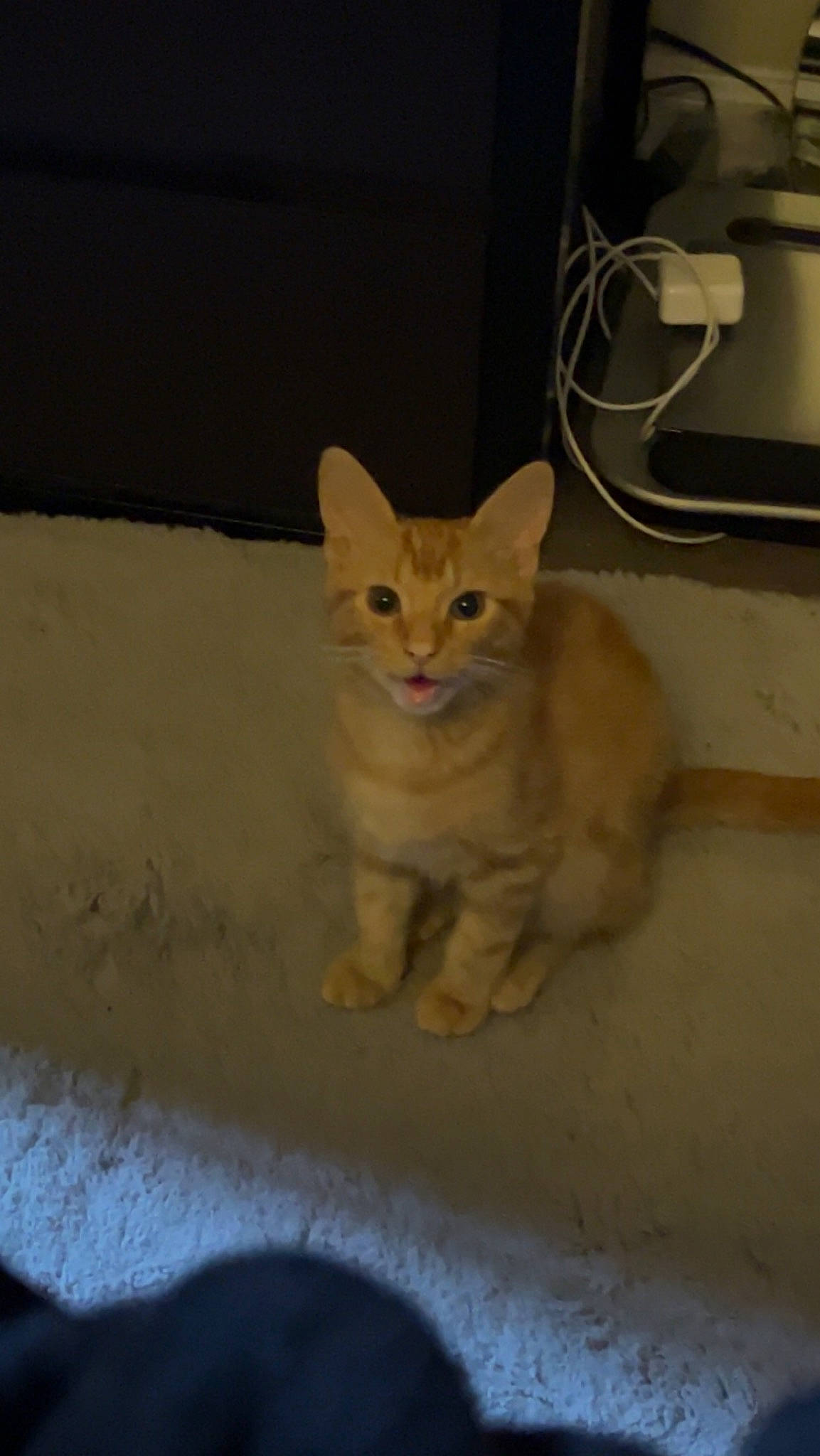 Cheddar joined the competition — help win amazing prizes! carnivore, cat, concrete, domestic_short_haired_cat, fawn, felidae, floor, flooring, fur, paw, sitting, small_to_medium_sized_cats, snout, tail, whiskers, window, wood