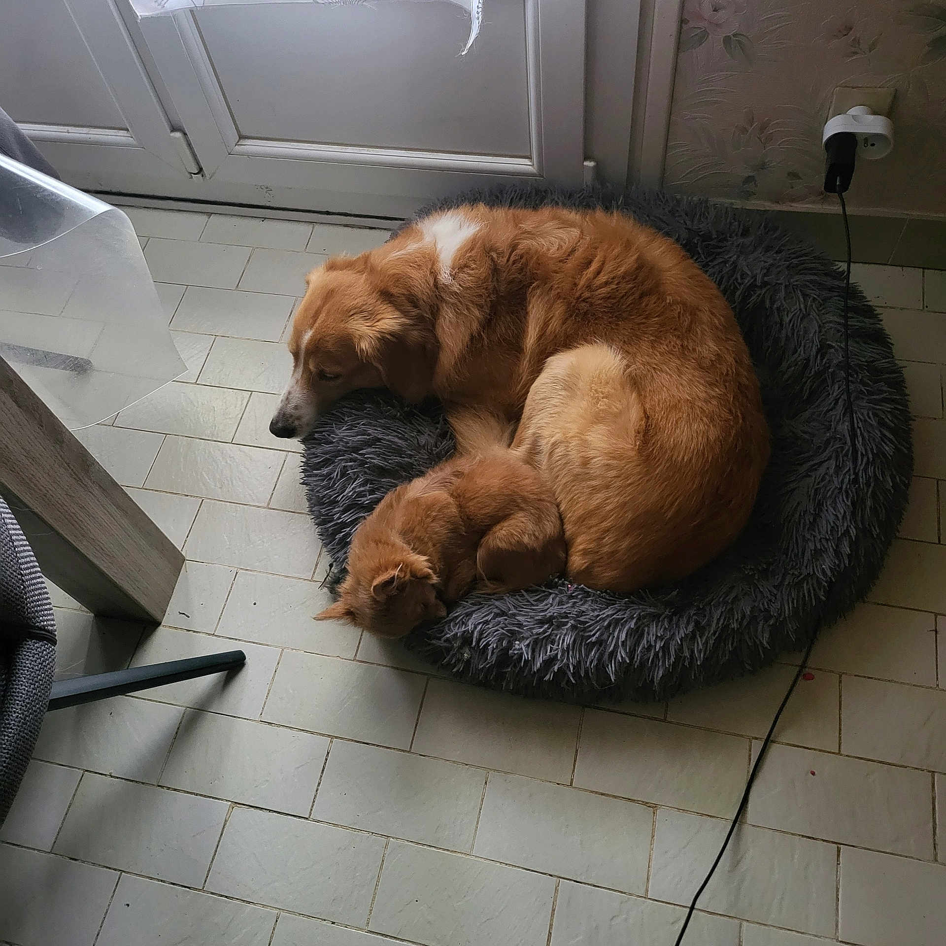 Beethoven Et Zeus