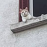 animal, architecture, building, cat, concrete, curious, daylight, feline, gray, ledges, looking, outdoor, pet, relaxed, resting, texture, urban, wall, white, window