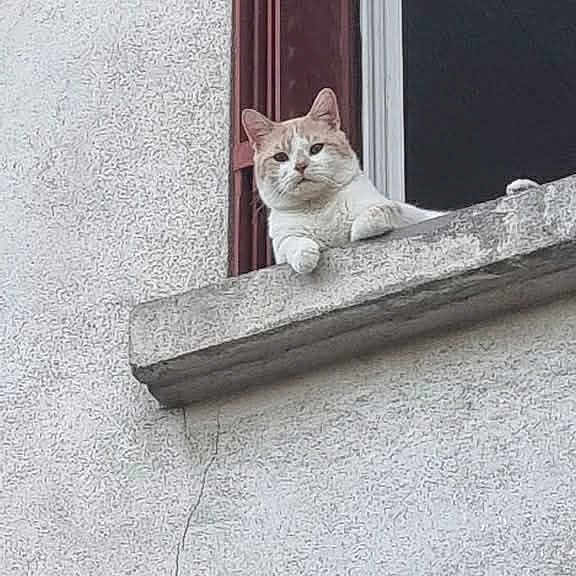 Mickey a rejoint le concours — aidez-le/la à gagner de superbes lots ! animal, architecture, building, cat, concrete, curious, daylight, feline, gray, ledges, looking, outdoor, pet, relaxed, resting, texture, urban, wall, white, window