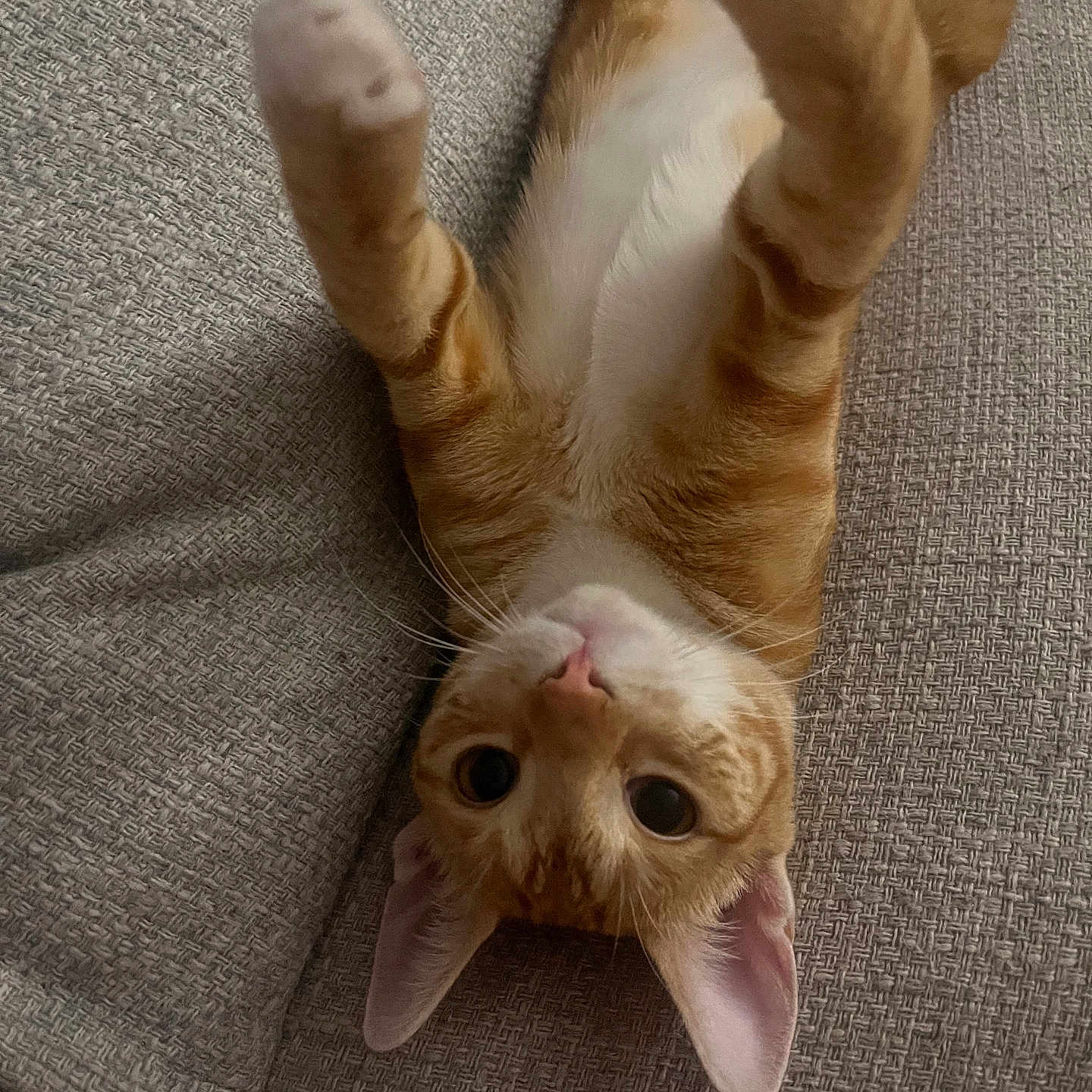 Ember
