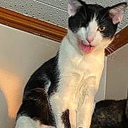 Panda joined the competition — help win amazing prizes! cat, black_and_white, tongue_out, one_eye_closed, indoor, furniture, ceiling, wood_trim, playful, pet, animal, cute, sitting, funny_face, whiskers, ears, fur, domestic_cat, looking, mischievous