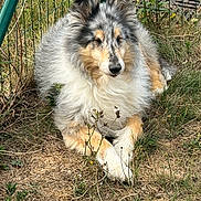 Island a rejoint le concours — aidez-le/la à gagner de superbes lots ! animal, backyard, ball, canine, collie, dog, fence, football, grass, herbal, herbs, nature, outdoors, pet, plant, puppy, soccer, soccerball, soil, yard