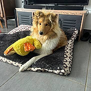 Lassie a rejoint le concours — aidez-le/la à gagner de superbes lots ! dog, pet_bed, stuffed_toy, yellow_duck, living_room, fur, canine, toy, floor, cabinet, television, domestic, indoor, relaxed, brown, white, fluffy, animal, home, cozy