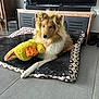 dog, pet_bed, stuffed_toy, yellow_duck, living_room, fur, canine, toy, floor, cabinet, television, domestic, indoor, relaxed, brown, white, fluffy, animal, home, cozy