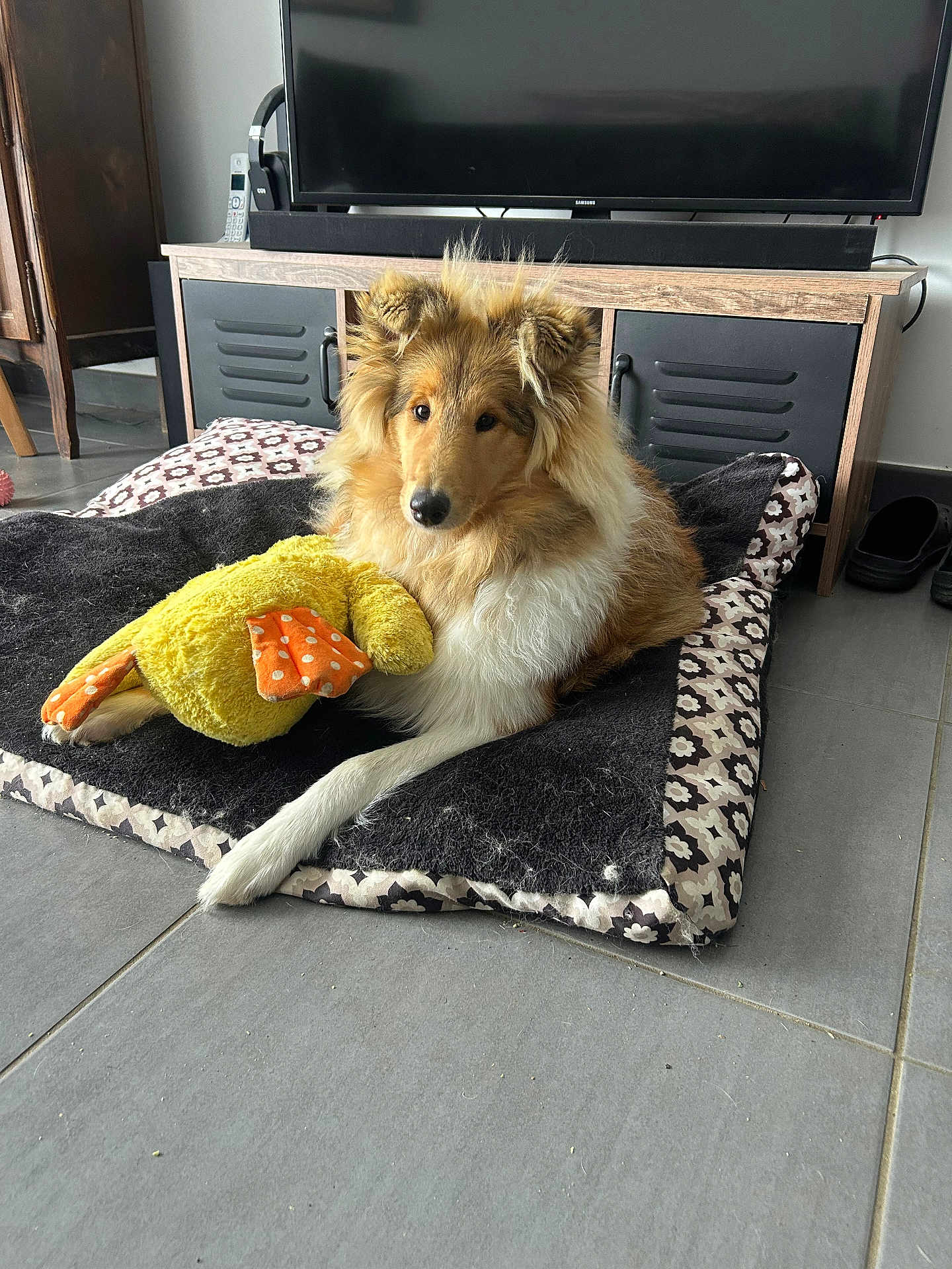 Lassie