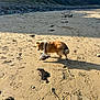 animal, beach, coast, daytime, dog, footprints, golden_fur, landscape, nature, outdoor, pet, rocky_embankment, sand, scenic, seaweed, sky, sunlight, trees, walking, white_fur