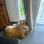 black_chair, brown, curtain, daylight, dog, fluffy, fur, glass_door, greenery, home, indoor, pet, relaxed, resting, side_view, tile_floor, toy, white, window, wooden_cabinet
