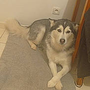 Rêve participe au concours pour gagner de l'argent avec cette photo : dog, indoor, rug, floor, wooden_table, crossed_paws, calm, fluffy, pet, animal, tile_floor, wall_socket, corner, domestic, resting, household, furniture, grey, white, brown