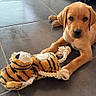 Buzz a rejoint le concours — aidez-le/la à gagner de superbes lots ! animal, brown_fur, cute, dog, domestic_animal, floor, indoor, looking_at_camera, lying_down, pet, pet_care, pet_toy, playful, plush_toy, puppy, rope, tiger_toy, tile_floor, toy, young_dog