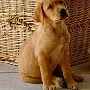 Buzz participe au concours pour gagner de l'argent avec cette photo : adorable, animal, basket, canine, cute, dog, ears, floor, fur, golden, indoor, looking_up, nose, paws, pet, puppy, sitting, tile, woven_basket, young_dog