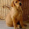 adorable, animal, basket, canine, cute, dog, ears, floor, fur, golden, indoor, looking_up, nose, paws, pet, puppy, sitting, tile, woven_basket, young_dog