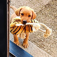 Buzz a rejoint le concours — aidez-le/la à gagner de superbes lots ! puppy, dog, toy, plush_toy, rope, outdoor, door, concrete, cute, pet, animal, playful, brown, fur, young, looking_up, nostalgic, close_up, adorable, waiting