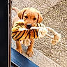 puppy, dog, toy, plush_toy, rope, outdoor, door, concrete, cute, pet, animal, playful, brown, fur, young, looking_up, nostalgic, close_up, adorable, waiting