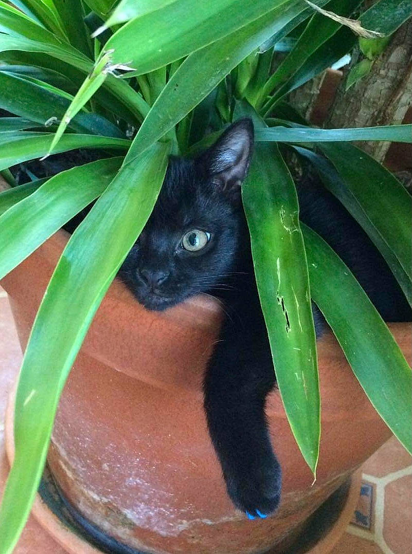 Zooey joined the competition — help win amazing prizes! black_cat, bombay, carnivore, cat, domestic_short_haired_cat, eye, fawn, felidae, flowerpot, grass, houseplant, marsupial, plant, plant_stem, small_to_medium_sized_cats, snout, terrestrial_animal, terrestrial_plant, whiskers, wildlife