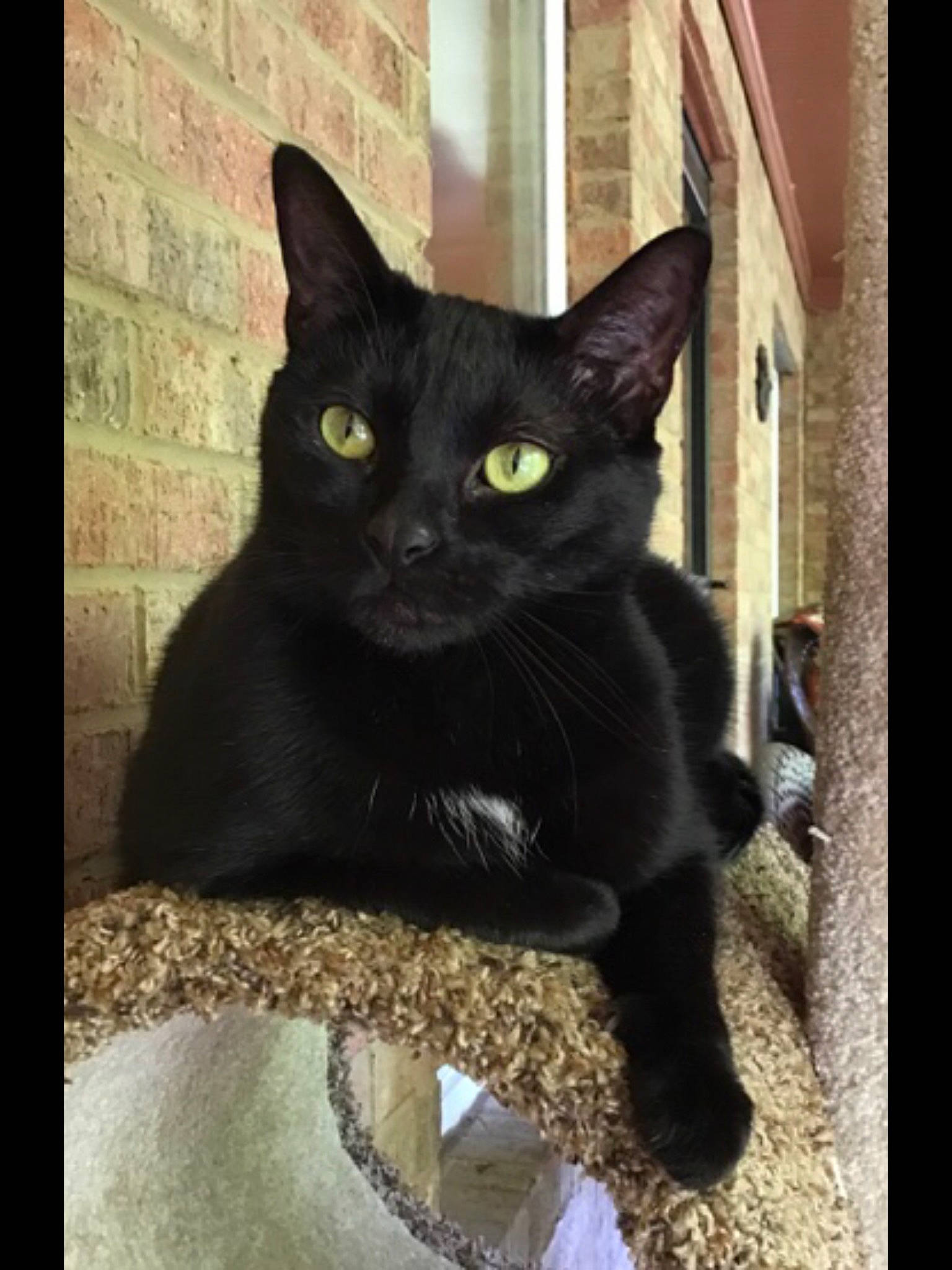 Zooey is registered to the contest to win money with this photo: black_cat, bombay, carnivore, cat, domestic_short_haired_cat, felidae, fixture, fur, plant, rectangle, small_to_medium_sized_cats, snout, tail, terrestrial_animal, tints_and_shades, whiskers, window