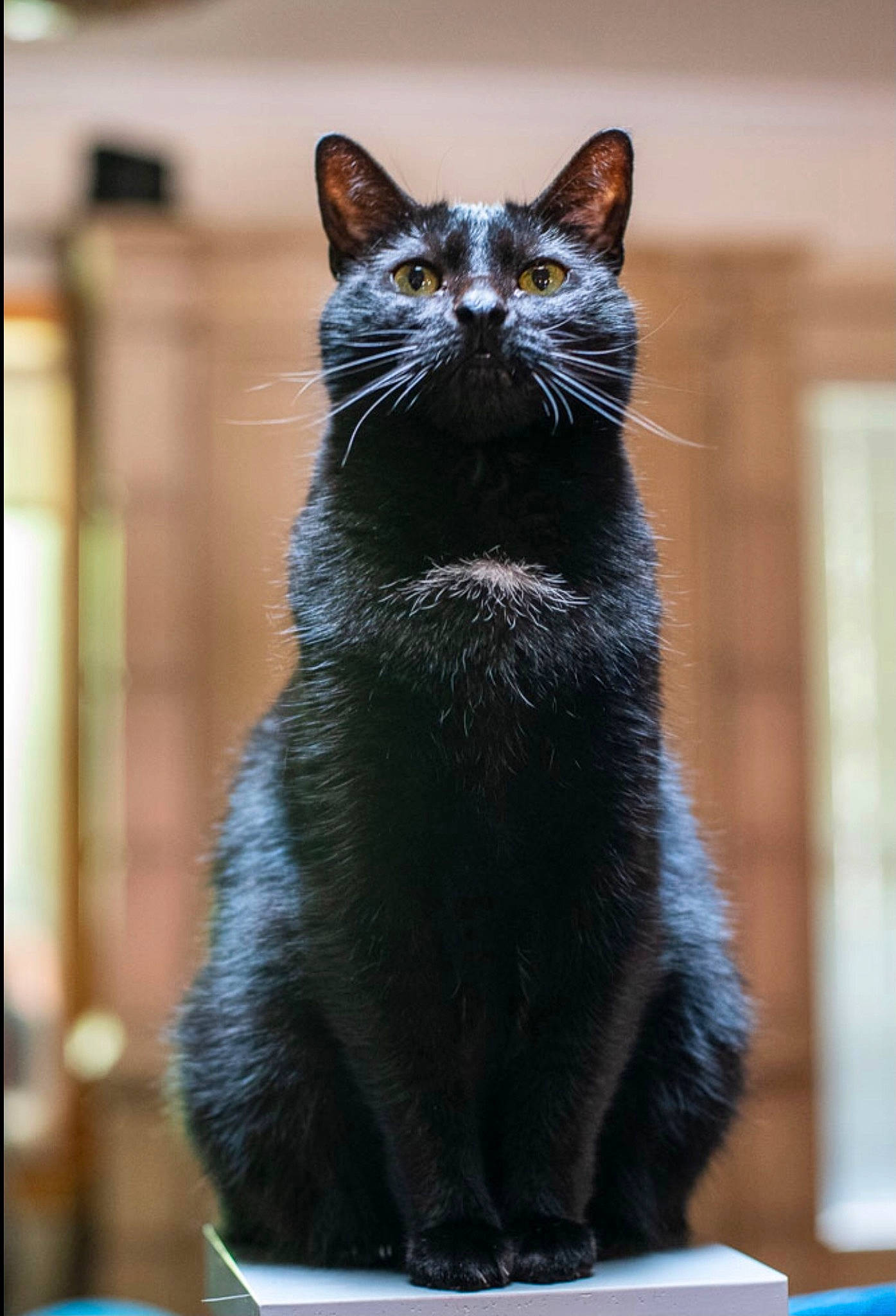 Zooey joined the competition — help win amazing prizes! art, black_cat, bombay, carnivore, cat, domestic_short_haired_cat, felidae, fur, sitting, small_to_medium_sized_cats, snout, tail, terrestrial_animal, whiskers, window