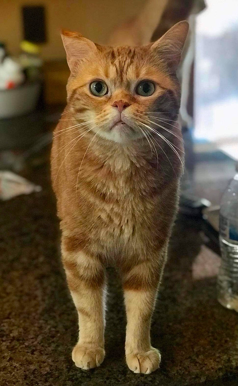 Leonidas is registered to the contest to win money with this photo: bottle, bottled_water, carnivore, cat, claw, domestic_short_haired_cat, drinking_water, fawn, felidae, fur, mineral_water, paw, plastic_bottle, small_to_medium_sized_cats, snout, tail, terrestrial_animal, water_bottle, whiskers, window