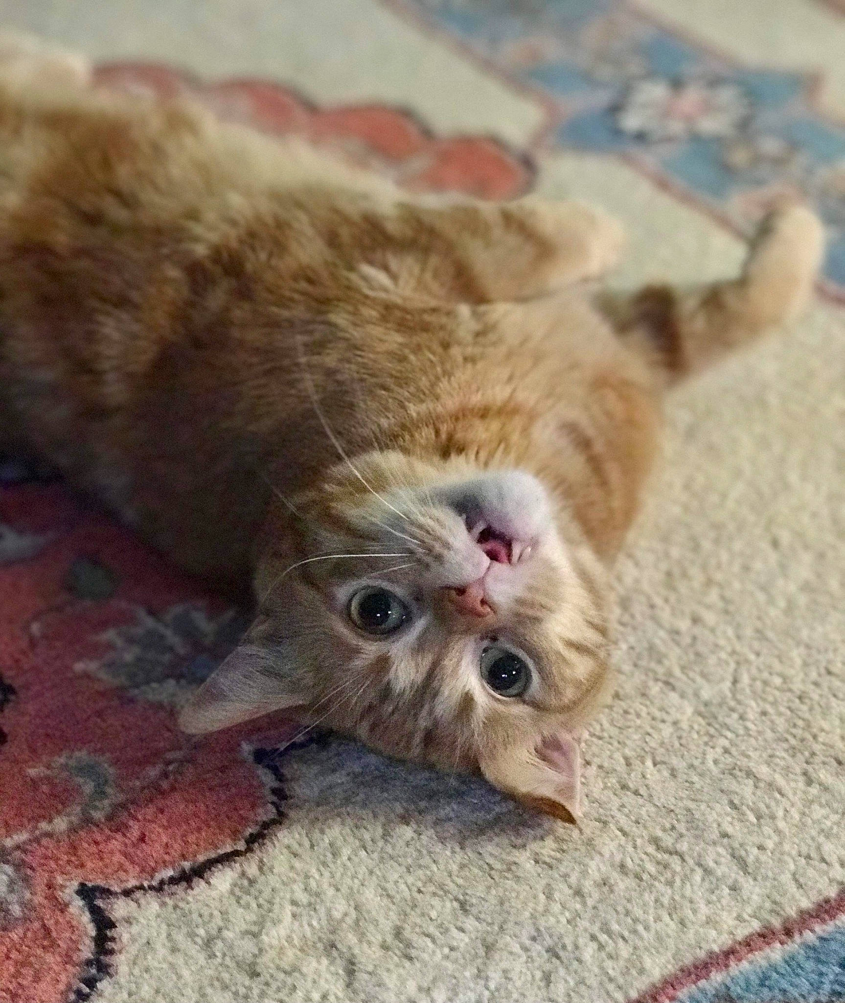 Leonidas is registered to the contest to win money with this photo: carnivore, cat, claw, comfort, domestic_short_haired_cat, fawn, felidae, flooring, fur, paw, small_to_medium_sized_cats, snout, tail, terrestrial_animal, whiskers, wood