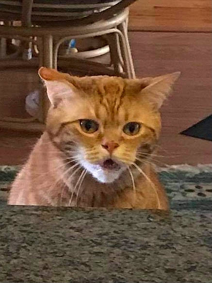 Leonidas joined the competition — help win amazing prizes! carnivore, cat, cat_supply, chair, claw, domestic_short_haired_cat, fawn, felidae, fur, hardwood, paw, photo_caption, sitting, small_to_medium_sized_cats, snout, tail, terrestrial_animal, whiskers, wildlife, wood